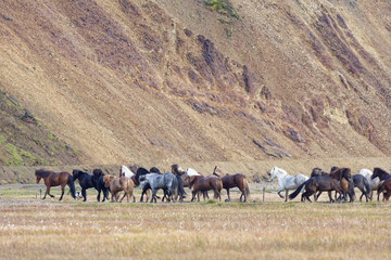 auf nach Hause, Islandpferde mit Reitern, Landmannalaugar, Island