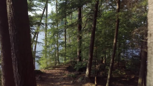 An amazing, cinematic dolly shot, deep in the woods of Chelsea, Quebec. The camera moves back, revealing two sunlit pines and more of the red pine forest floor.