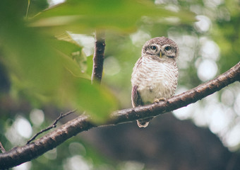 close up owl on tree branch