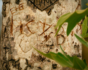 Bark Carving 11