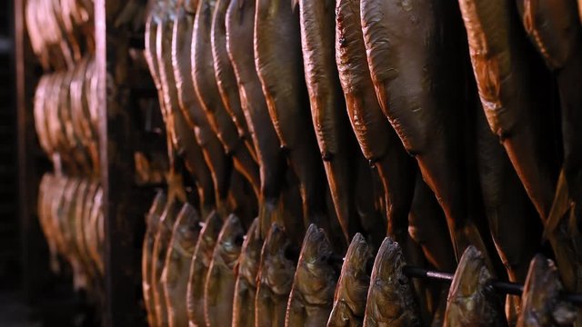 fish factory production