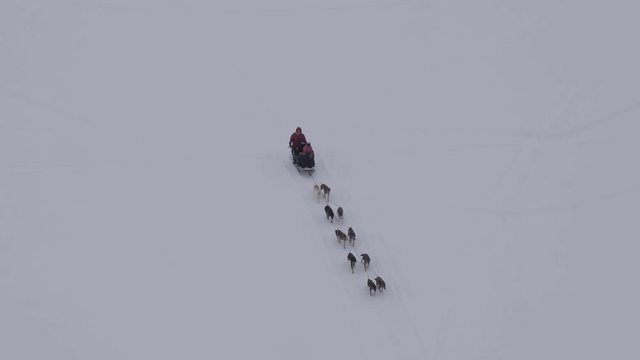 Aerial view, Alaskan snow dogs pulling sled across snow, Slow motion 4k