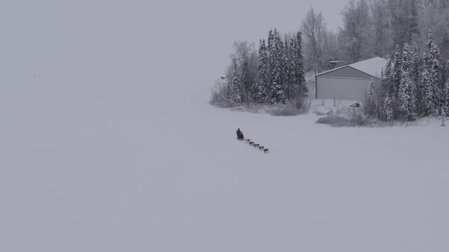 Wide aerial view, Alaskan snow dog sledge traveling frozen landscape 4k