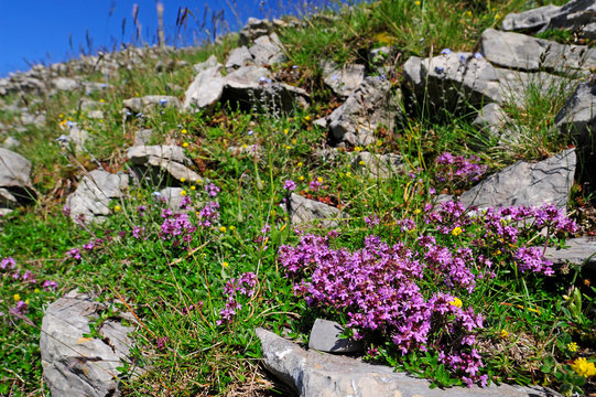 Fr&uuml;hbl&uuml;hende Thymian (Thymus praecox) - mother of thyme