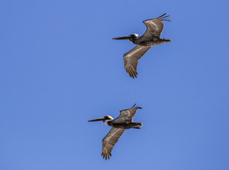 isolierte Pelikane fligen im blauen Himmel