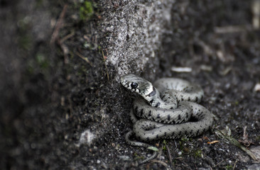 Baby Schlange am Straßenrand