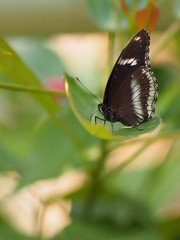 Obraz na płótnie Canvas Black butterfly on the green leaves blur nature background
