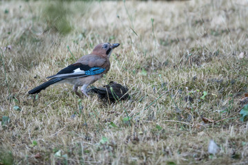 Eichelhäher frisst Vogel