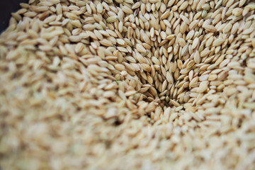 close up of paddy