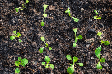 Planting young seedlings of Organic lettuce salad in the vegetable garden