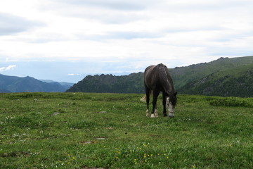 Naklejka na ściany i meble Horse on the mountain plateau. Altai Mountains landscape