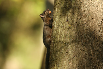 A rare Black Squirrel (Scirius carolinensis) on the side of a tree trunk with an Acorn in its mouth.