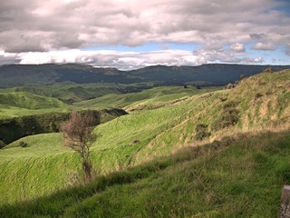 Naklejka premium Rolling green hills and autumn plants and trees outside Auckland, New Zealand with blue sky and gray and white clouds and mountains in background