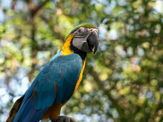 blue and gold macaw perched on a tree in ecuador