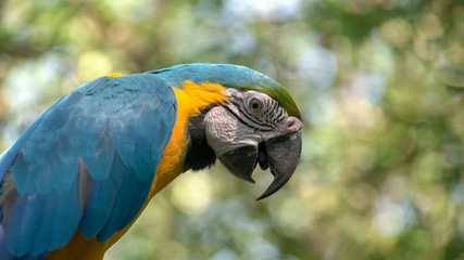 extreme close up of a blue and gold macaw perched on a tree