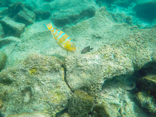 blue-chin parrotfish feeding at isla bartolome in the galapagos
