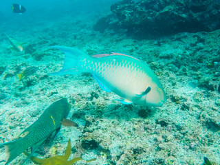 Fototapeta premium tracking shot of a blue-chin parrotfish at isla floreana