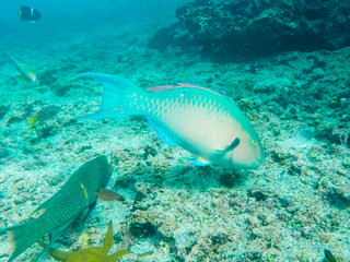 tracking shot of a blue-chin parrotfish at isla floreana