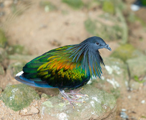 beautiful pigeon in the zoo.