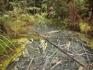 Sticks in clear blue water pool in north island of New Zealand with bushes, growing moss and trees