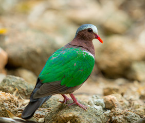 beautiful pigeon in the zoo.