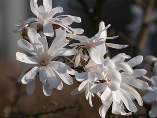 Magnolia étoilé (Magnolia stellata), un arbuste aux grandes fleurs blanches lumineuses et...