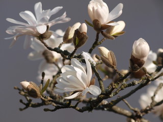 Magnolia étoilé (Magnolia stellata), un arbuste aux grandes fleurs blanches lumineuses et parfumées, cultivar du magnolia de Kobé