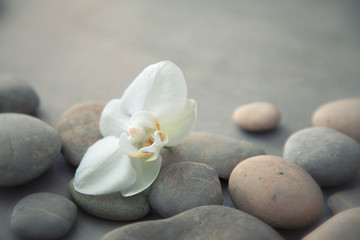 Fototapeta na wymiar Spa concept with basalt stones and white orchid