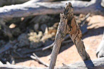 Close-up dry sticks in desert environment