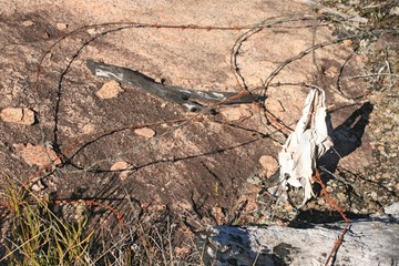 Barbed wire and animal skull on top of dry desert rock