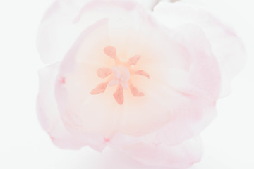 Close up of beautiful pink color spring tulip. Background.