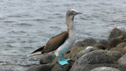 blue-footed booby on the rocky shore of isla lobos in the galapagos