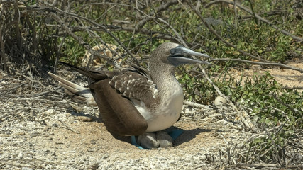 blue-footed booby and young chick at nth seymour in the galalagos
