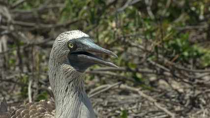 close up of the head of a blue-footed booby in the galalagos