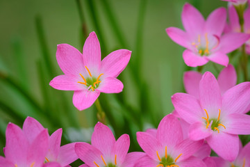 purple rain lily flower