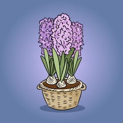 Hyacinth flower colorful image. Vector hand drawn cute illustration