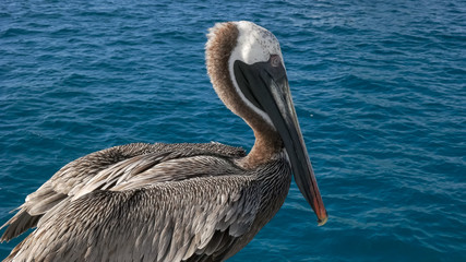 close up of a brown pelican near isla san cristobal in the galapagos