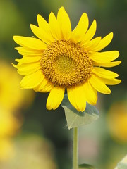 sunflower yellow flower on blur nature background