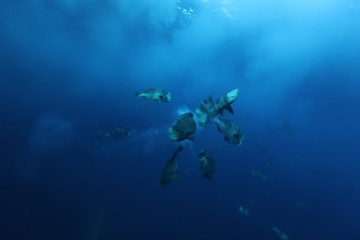 Obraz premium humphead parrotfish spawning