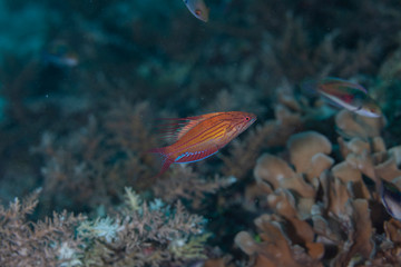 flasher wrasse