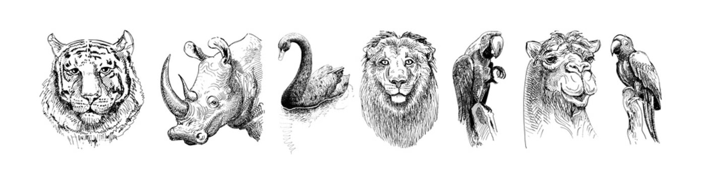 set of safari head animals, black and white sketch drawing