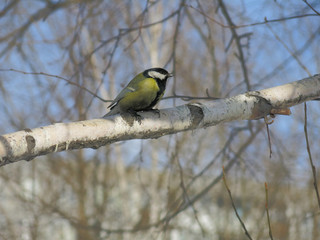 Tit sitting on a birch branch in the early spring under the open sky