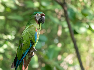 chestnut fronted macaw in a park in ecuador