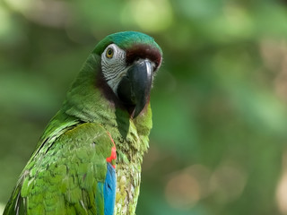 close up of a chestnut fronted macaw in ecuador