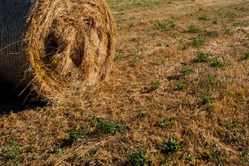 Low angle view of straw on the meadow.