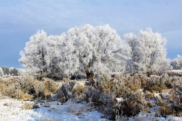 Frost on trees Branches