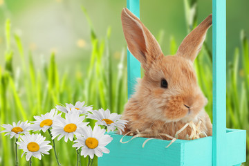 Decorative basket with adorable furry Easter bunny in green grass, space for text