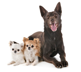 Australian Kelpie and chihuahuas