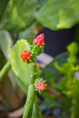 Cactus plants with flower during summer time.