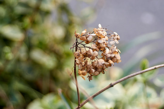 枯れ紫陽花 Images Browse 66 Stock Photos Vectors And Video Adobe Stock